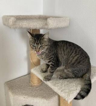 Rescue Domestic Short Hair Cats for Adoption in Osage Beach, Missouri - Whispurr | PetCurious