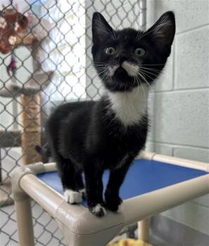 Rescue Domestic Short Hair Cats for Adoption in Geneva, Illinois - TUBA | PetCurious