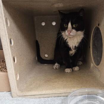 Bowie 34 -  Domestic Short Hair Cat for Adoption in Philadelphia, Pennsylvania - Bowie 34 | PetCurious