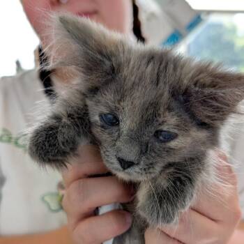 Jesse -  Domestic Medium Hair Cat for Adoption in Chapel Hill, North Carolina - Jesse | PetCurious