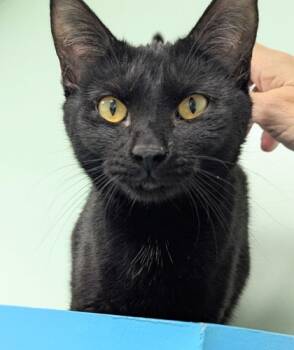 Rescue Domestic Short Hair Cats for Adoption in Batavia, Ohio - Vandal | PetCurious