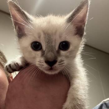 A26-026 Violet -  Siamese Cat for Adoption in Santa Rosa Beach, Florida - A26-026 Violet | PetCurious