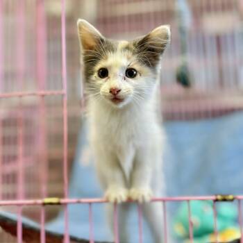 Raine -  Domestic Long Hair Cat for Adoption in Seguin, Texas - Raine | PetCurious