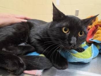Herschel -  Domestic Short Hair Cat for Adoption in Westland, Michigan - Herschel | PetCurious