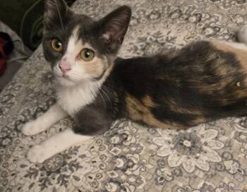 Sage 7634 -  Domestic Short Hair Cat for Adoption in Dallas, Texas - Sage 7634 | PetCurious