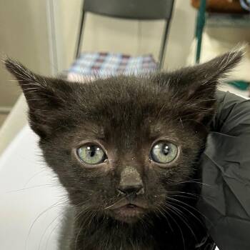 Rainy -  Domestic Short Hair Cat Available for Adoption in Las Cruces, New Mexico - Rainy | PetCurious