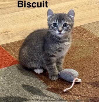 Biscuit -  Domestic Short Hair Cat for Adoption in Fort Collins, Colorado - Biscuit | PetCurious