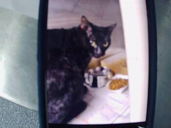 A1265614 -  Domestic Short Hair Cat for Adoption in Charlotte, North Carolina - A1265614 | PetCurious