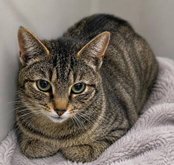 Tabby-Tha -  Domestic Short Hair Cat for Adoption in Stafford, Virginia - Tabby-Tha | PetCurious