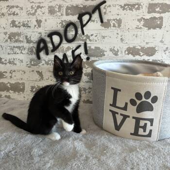Olivia -  Domestic Short Hair and Ragdoll Cat for Adoption in San Tan Valley, Arizona - Olivia | PetCurious