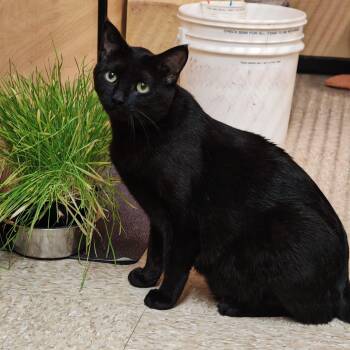 Domestic Short Hair Cats Available for Adoption in Pickering, Ontario - Coal | PetCurious