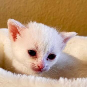 Galadriel [and Arwen] -  Domestic Short Hair Cat for Adoption in Santa Fe, New Mexico - Galadriel [and Arwen] | PetCurious