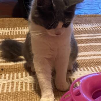 Walter -  Domestic Long Hair Cat for Adoption in Charlotte, North Carolina - Walter | PetCurious