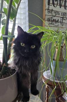 Amore-Mio OR14238-T -  Domestic Long Hair Cat for Adoption in Missouri City, Texas - Amore-Mio OR14238-T | PetCurious