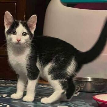 Celine -  Domestic Short Hair Cat for Adoption in Highland, New York - Celine | PetCurious