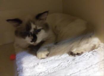 Princeton -  Siamese Cat for Adoption in PORT WENTWRTH, Georgia - Princeton | PetCurious