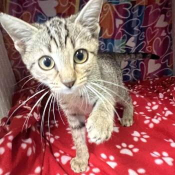 Fleece -  Domestic Short Hair Cat for Adoption - Fleece | PetCurious