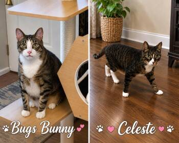 Bugs Bunny & Celeste -  American Shorthair Cat for Adoption in Westwood, New Jersey - Bugs Bunny & Celeste | PetCurious