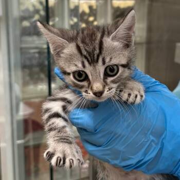 Domestic Short Hair Cats Available for Adoption in West Palm Beach, Florida - Rey | PetCurious