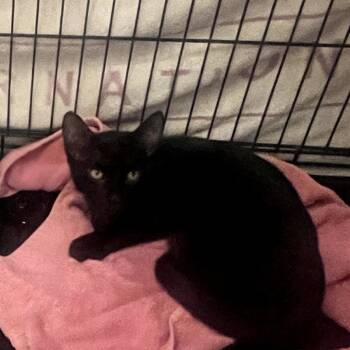 Rescue Domestic Short Hair Cats for Adoption in Melrose, Florida - Teddy | PetCurious