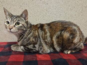 TOFFEE -  Domestic Short Hair Cat for Adoption in Sacramento, California - TOFFEE | PetCurious