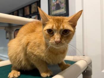 Alice -  Tabby Cat for Adoption in Powell, Ohio - Alice | PetCurious