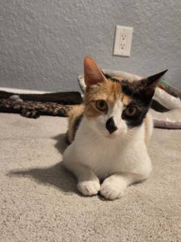 Willow -  Domestic Short Hair Cat for Adoption in St. Cloud, Florida - Willow | PetCurious