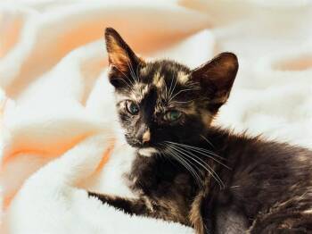 LEONIA -  Domestic Short Hair Cat for Adoption in Fort Lauderdale, Florida - LEONIA | PetCurious