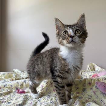 Brenda Sue -  Domestic Long Hair Cat for Adoption in Seymour, Tennessee - Brenda Sue | PetCurious
