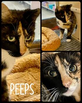 Rescue Calico and Domestic Short Hair Cats for Adoption in Fort Worth, Texas - Peeps | PetCurious