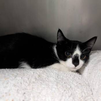 The Gathering -  Domestic Short Hair Cat for Adoption in Titusville, Florida - The Gathering | PetCurious