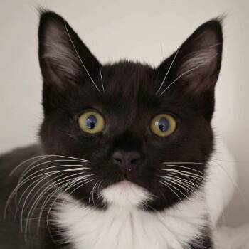 Zipper -  Domestic Short Hair Cat for Adoption in Cumming, Georgia - Zipper | PetCurious
