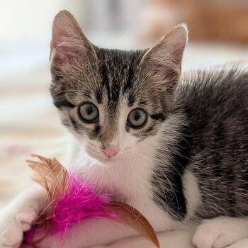 Paddington -  Domestic Short Hair Cat for Adoption in Hawthorne, California - Paddington | PetCurious