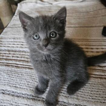 Chrissy* -  Domestic Short Hair Cat for Adoption in San Gabriel, California - Chrissy* | PetCurious