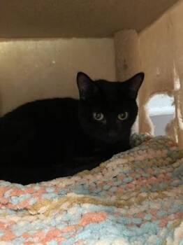 Jolee -  Domestic Short Hair Cat for Adoption in Erin, Ontario - Jolee | PetCurious