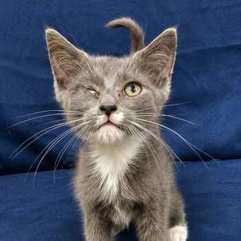 Steel -  Domestic Short Hair Cat for Adoption in Harrisonburg, Virginia - Steel | PetCurious
