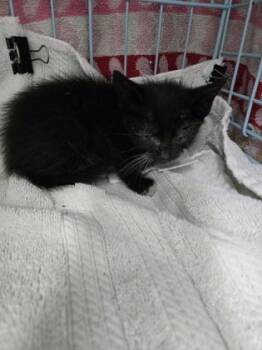 Paige -  Domestic Short Hair Cat for Adoption in Gainesville, Florida - Paige | PetCurious