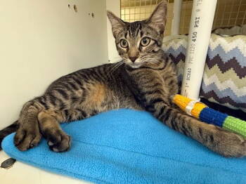 Rescue Tabby Cats for Adoption in Plano, Texas - Dim Sum | PetCurious