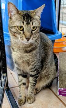Roxana / Zaniah -  Domestic Short Hair Cat Available for Adoption in Youngtown, Arizona - Roxana / Zaniah | PetCurious