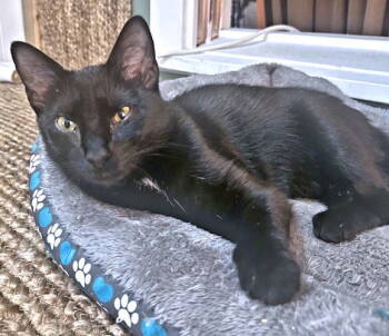 Rescue Domestic Short Hair Cats for Adoption in Rutherfordton, North Carolina - Bo2 | PetCurious
