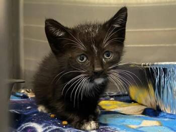 Domestic Short Hair Cats Available for Adoption in Tustin, California - STANLEY | PetCurious
