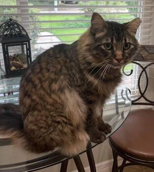 Stephen - Riley Fuzzel FH -  Maine Coon and Domestic Long Hair Cat for Adoption in Spring, Texas - Stephen - Riley Fuzzel FH | PetCurious