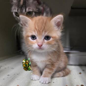 Baguette -  Domestic Short Hair Cat for Adoption in Lakewood, Colorado - Baguette | PetCurious