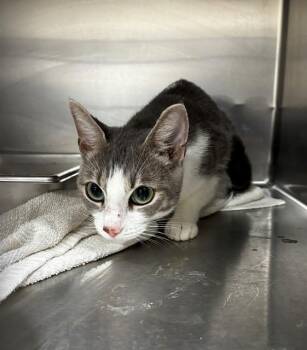 EMBER -  Domestic Short Hair Cat for Adoption - EMBER | PetCurious