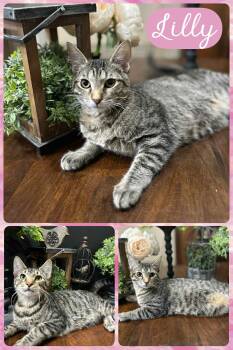 Rescue Domestic Short Hair Cats for Adoption in Mansfield, Texas - Lilly | PetCurious