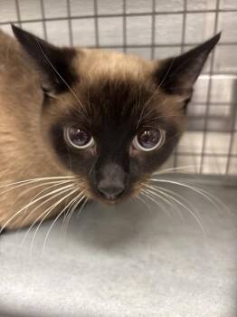 MEW MEW -  Siamese Cat for Adoption in Las Vegas, Nevada - MEW MEW | PetCurious