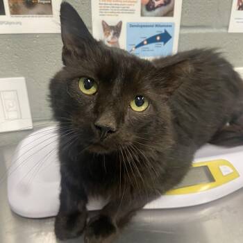Catzilla -  Domestic Long Hair Cat for Adoption in Allentown, Pennsylvania - Catzilla | PetCurious