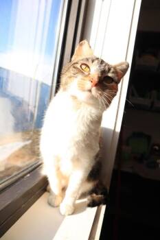 Domestic Short Hair Cats Available for Adoption - Anna | PetCurious