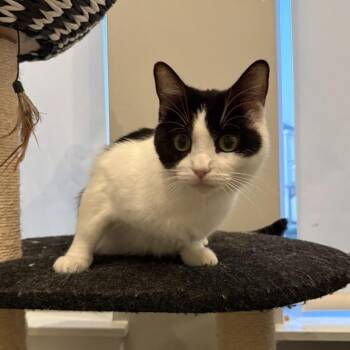 Domestic Short Hair Cats Available for Adoption in Eagle Mountain, Utah - Verona Larson | PetCurious