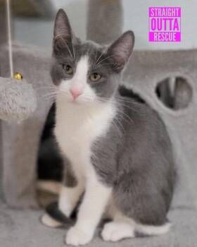 Rescue Domestic Short Hair Cats for Adoption in Vancouver, British Columbia - Kol | PetCurious
